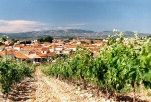 Vignes de Rivesaltes